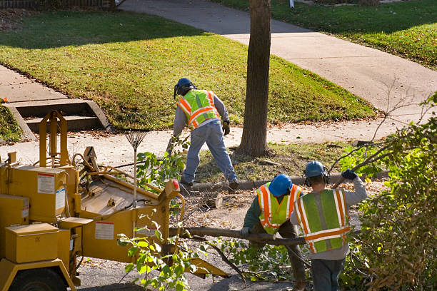 Best Affordable Tree Cutting  in Bermuda Run, NC